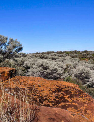 A panoramic view taken from Ngiyambaa walking track, Mount Grenfell Historic Site. Deep red-earth coloured rocks make up the foreground, mixed with some wild shrubbery, with abundant light green vegetation, shrubs and trees making up the background. The sky is a beautiful bright blue with few clouds in the far distance.