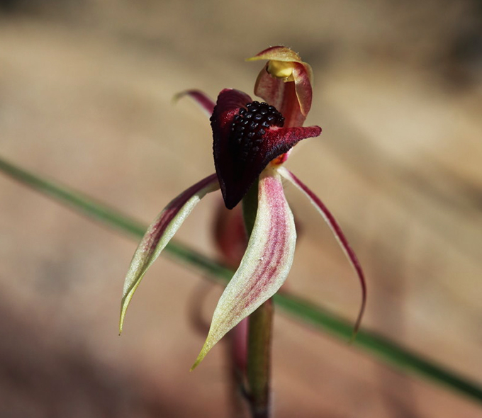 A dark red orchid with distinctive white and pink elongated petals