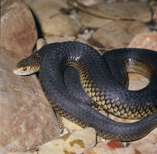 Snakes | NSW Environment & Heritage