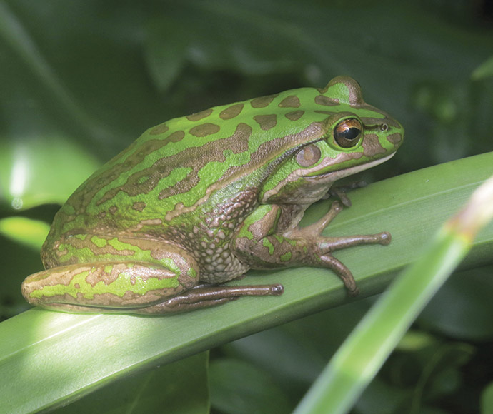 Frogs in wetlands | NSW Environment & Heritage