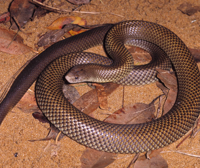 Snakes about as spring sprouts | NSW Environment & Heritage