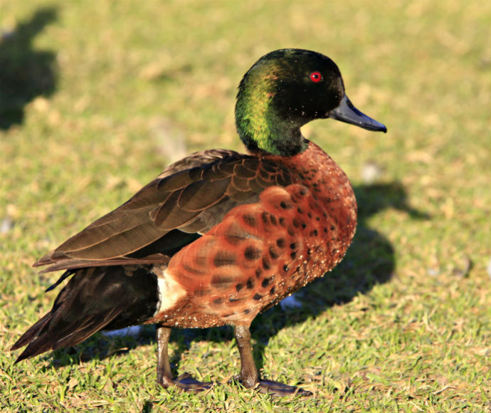 Native animals as pets | NSW Environment & Heritage