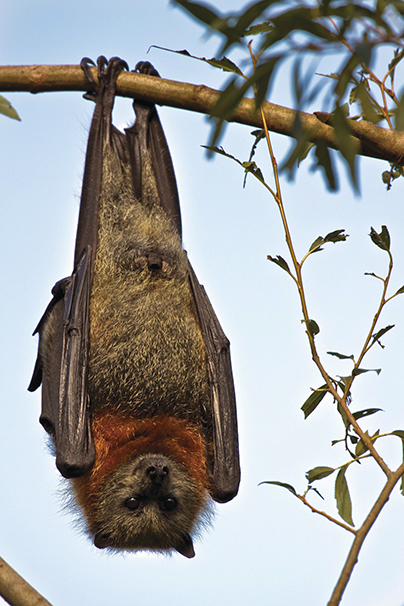 Flying-foxes | NSW Environment & Heritage